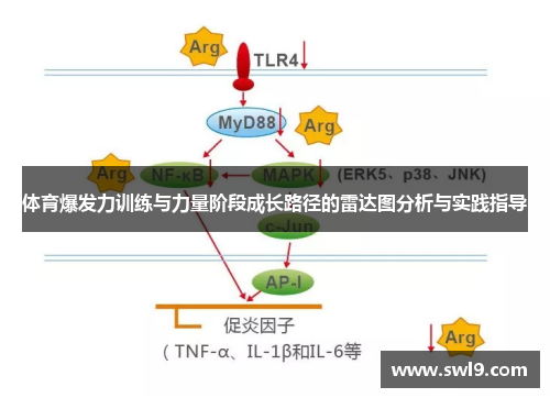体育爆发力训练与力量阶段成长路径的雷达图分析与实践指导